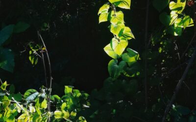 A un funerale ho Ri-cordato l’importanza dei Riti di Passaggio